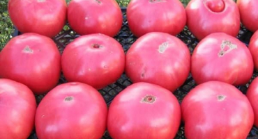 Popis odrůdy rajčatového růžového krále a jeho vlastností